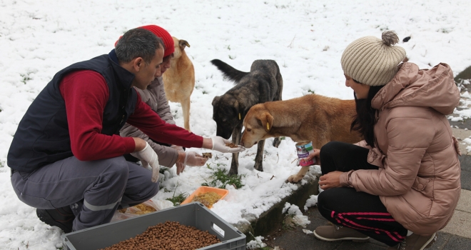 Sokakta yaşayan hayvanlara günlük 1 ton mama