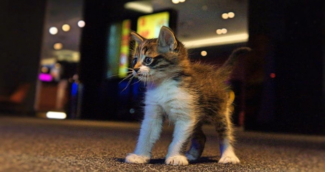 Sinema salonunda bulunan kedi çocukların ilgi odağı oldu