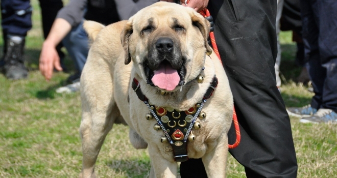 Tescilli yerli köpek ırkı sayısının 8'e çıkartılması hedefleniyor 