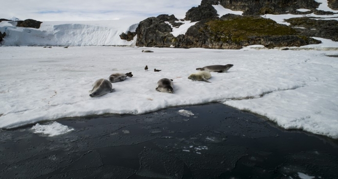 Bilim ve barış kıtası Antarktika'da 'araştırma' yarışı
