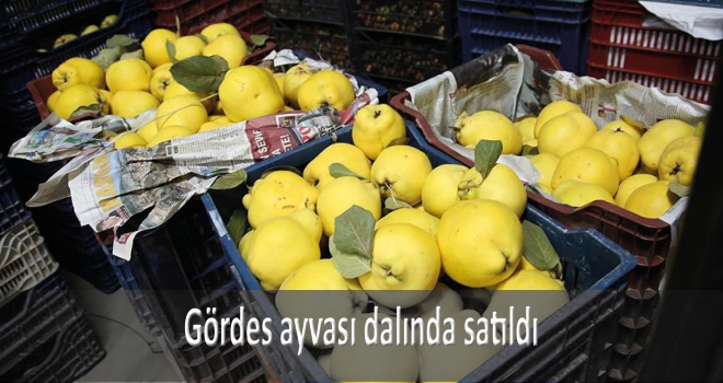 Gördes ayvası dalında satıldı