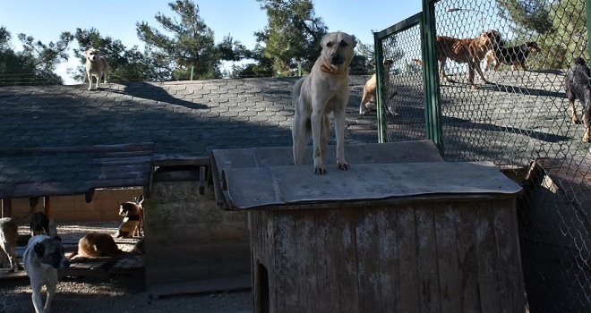 Sokak hayvanlarının bakımı hayvanat bahçesinden