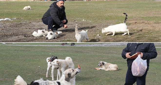 Köyün kedi ve köpekleri muhtara emanet