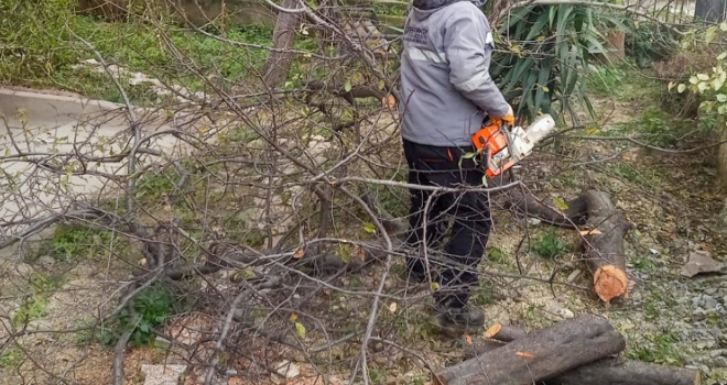 BAKIRKÖY’DE 'AĞAÇLAR' YAKACAK ODUN OLARAK DAĞITILIYOR