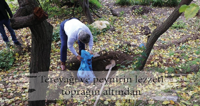 Tereyağı ve peynirin lezzeti toprağın altından