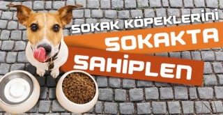 BAYRAMPAŞA’DA SOKAK KÖPEKLERİ SAHİPSİZ DEĞİL
