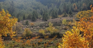 Hayvan yetiştiricisine 12 milyon hektarlık yeni otlatma alanı