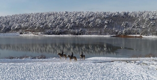 Uludağ'ın karlı eteklerinde atla gezinti turizmi