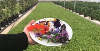 Sevgiliye hem göze hem damağa hitap eden çiçek