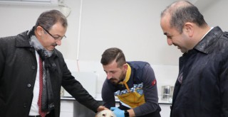 Eyüpsultan’da 2019 yılında 6 bin sokak hayvanı tedavi edildi