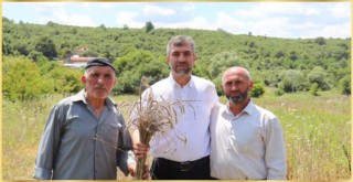 ŞİLE'DE HASAT VAKTİ